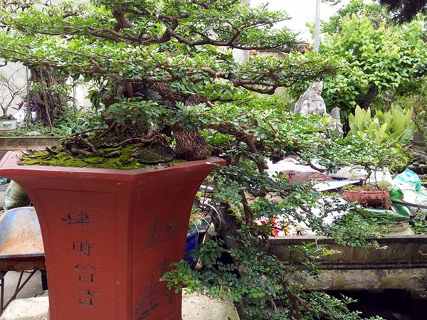 Săn cây 'cần thăng' đồn giúp thăng quan tiến chức, giá nghìn đô?