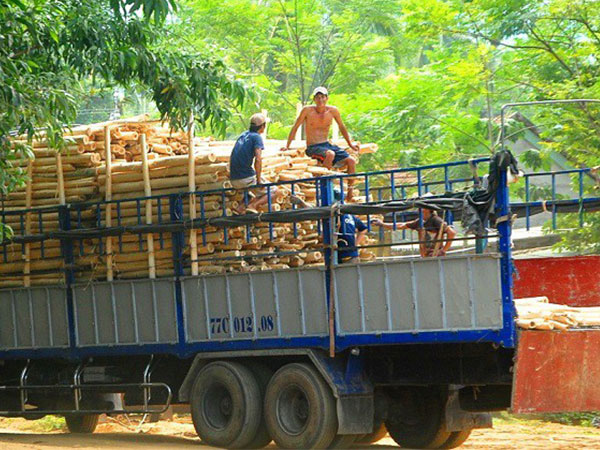 Thương lái Trung Quốc lại 'giở trò' ngừng thu mua dăm gỗ để ép giá?