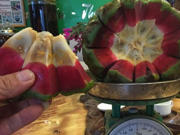 Hà Thành ăn lạ: Na rừng "khủng" nặng tới 4kg - quà rừng cho đàn ông, tiền triệu/quả
