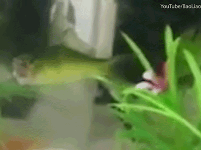 Video: Cá vàng không đầu vẫn bơi lội tung tăng suốt 3 ngày