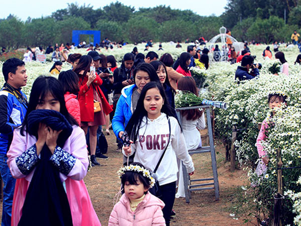 Hà Nội: Bất chấp rét đậm, hàng nghìn người đổ về Nhật Tân check-in cúc họa mi