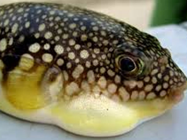 Ngộ độc do ăn cá nóc, 6 người thương vong