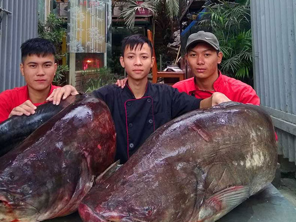 Cận cảnh cặp cá leo 'khủng' nặng hơn 1 tạ xuất hiện ở Thủ đô