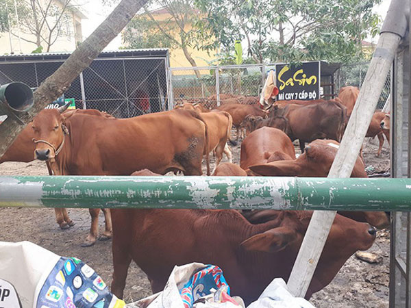 Hàng chục con bò thả rông trong thành phố bị gom về trụ sở phường
