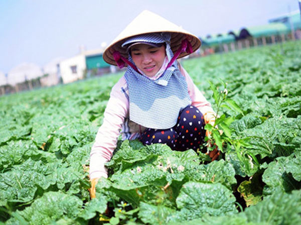 Kỷ lục mới ngành nông nghiệp: Xuất khẩu chạm mốc 33 tỷ USD