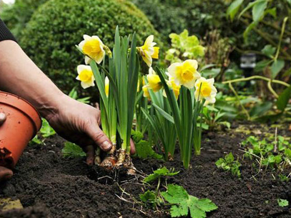 Mùa này, trồng ngay cây thủy tiên để có bình hoa vừa đẹp lại sang kịp chơi Tết