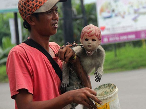 Khỉ bị đeo đầu búp bê để ăn xin ở Indonesia