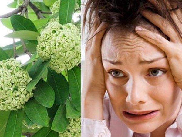 Người dân Thủ đô 'chạy mất dép' vì hương hoa sữa nồng nặc