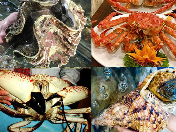 Bữa tiệc khó tin: Tu hài 10 triệu/con, cua khổng lồ 60 triệu/con