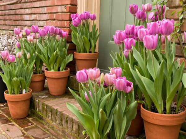 Hoa tulip nở rực đúng dịp Tết nhờ biết cách chọn củ và bón thúc đơn giản không ngờ