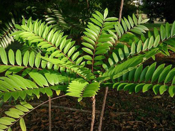 Cách trồng cây mật nhân làm vị thuốc quý ngay trong vườn nhà