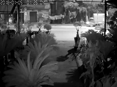 Clip gây phẫn nộ: Chặn bắt tên trộm đánh xe tải đi trộm cây cảnh, người đàn ông bị tông trúng, cán qua người trọng thương