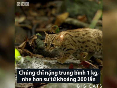 Mèo nhỏ nhất thế giới chỉ nặng một kilogram