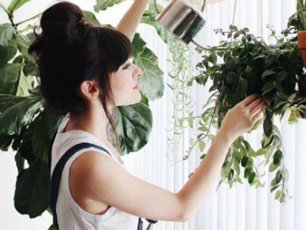 Nữ doanh nhân mất chồng vì quá mê cây cảnh