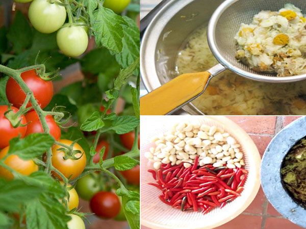 8 cách tự chế thuốc trừ sâu cực hiệu quả tại nhà để Tết tha hồ ăn rau sạch ngon