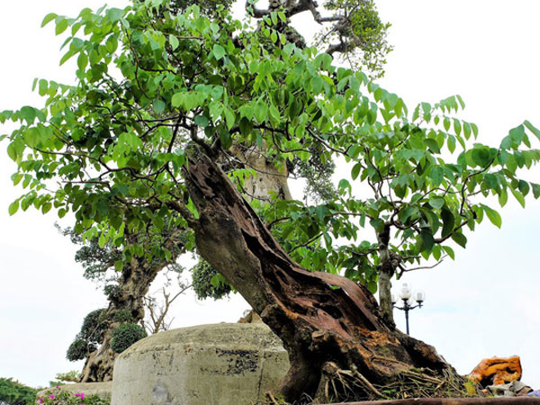 Gốc sưa bonsai cao 1 mét giá 1,4 tỷ đồng gây xôn xao