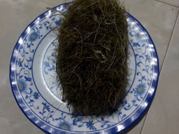 Mổ heo nái, tìm được vật lạ tiền tỷ