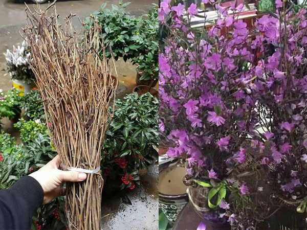 'Đỗ quyên ngủ đông': Hoa lạ như củi khô, cơn sốt Tết 2018