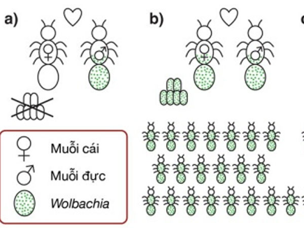 Tháng 3 thả muỗi Wolbachia để diệt muỗi sốt xuất huyết