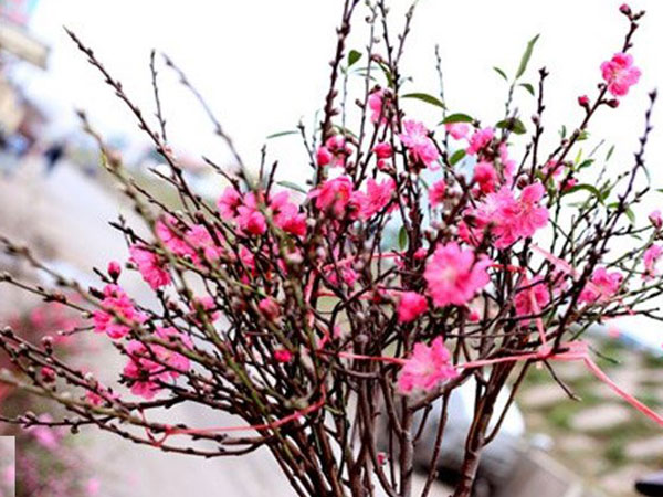 Ảnh bìa bài viết 511653
