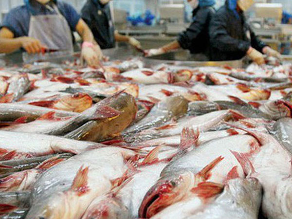 Việt Nam khiếu nại biện pháp chống bán phá giá của Hoa Kỳ đối với cá tra, basa lên WTO