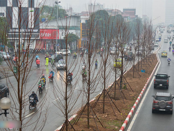 Hà Nội trồng cả trăm cây phong lá đỏ khi chưa thử nghiệm