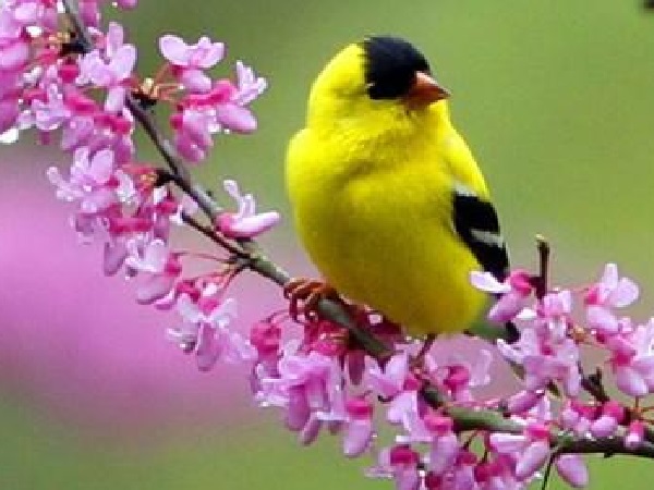 Ngày lập xuân năm 2018 vào ngày nào?