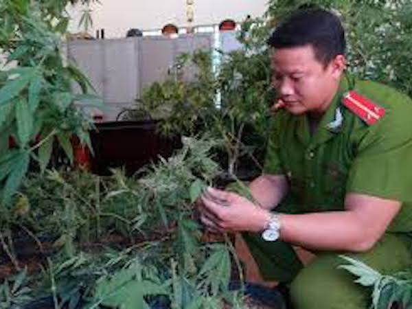 Vũng Tàu: Phát hiện một người nước ngoài trồng cây cần sa trong nhà
