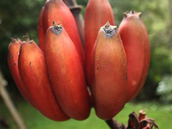 Chị em săn chuối tím đỏ siêu lạ về chưng Tết, có tiền cũng khó mua