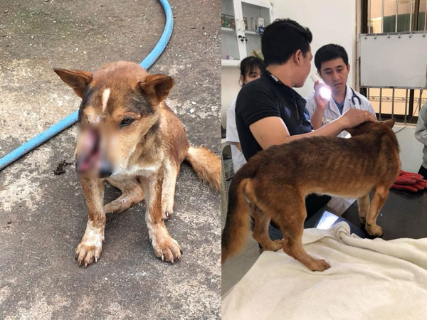 Vợ chồng trẻ ở Sài Gòn vượt cả trăm km, đưa chú chó bị chém đứt đôi mặt đi chữa trị