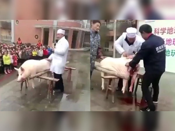 Ngang nhiên mổ lợn tại trường mẫu giáo, hiệu trưởng giải thích để mang không khí tết về cho các em nhỏ