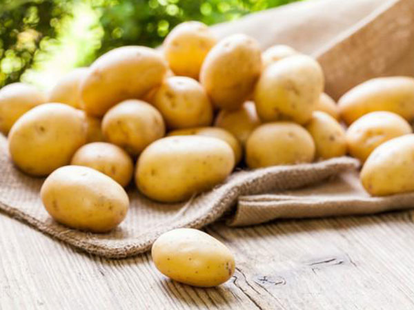 Chẳng cần vườn rộng cũng trồng được hàng cân khoai tây trong túi nilon, bao tải tại nhà