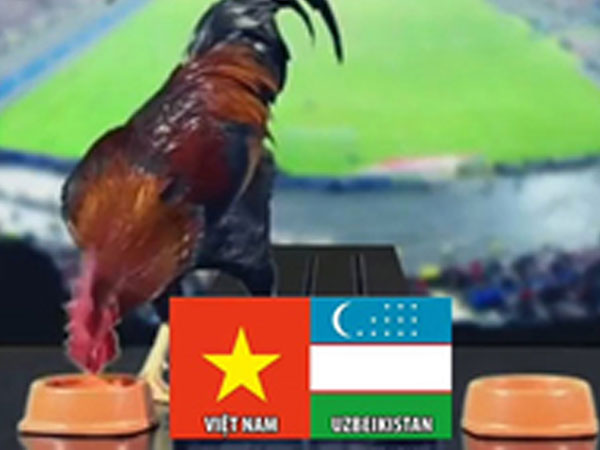 Video: 'Gà tiên tri' dự đoán trận U23 Việt Nam - U23 Uzbekistan
