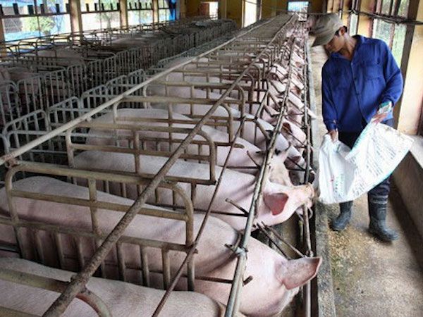 Giá heo hơi hôm nay: Giảm sâu hơn 1 năm, đại gia cũng nếm 'vị đắng'