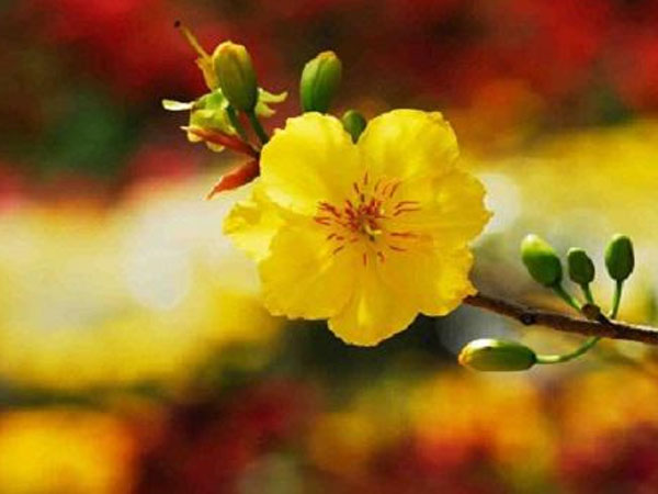 Những loài hoa đẹp trưng bày dịp Tết mang lại may mắn cho gia chủ