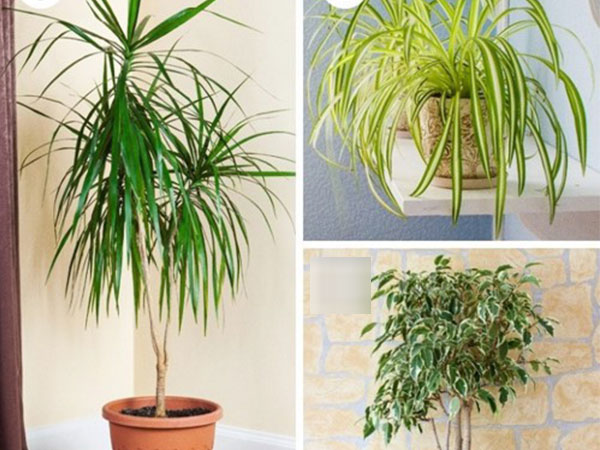 Bí quyết chọn cây trồng theo phòng