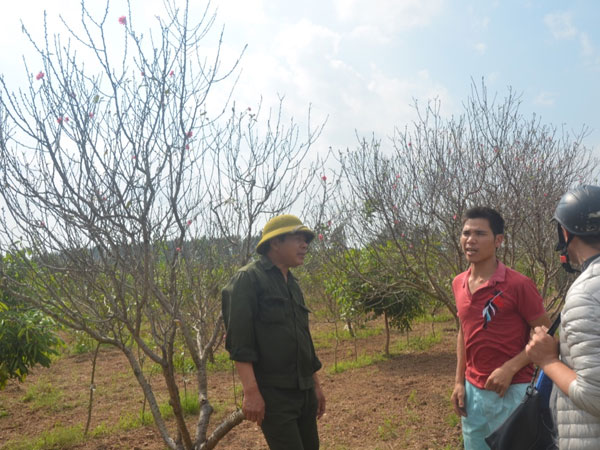 Dân buôn đào hét giá cao ngất