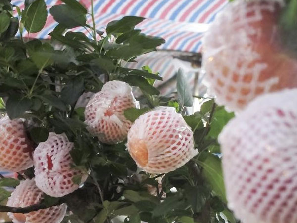 7 triệu một cây táo chơi Tết ở Hà Nội