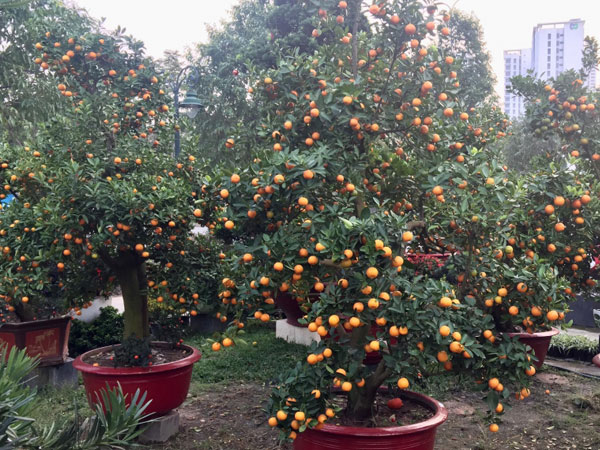Một cây vàng không mua nổi cây quất trưng Tết tại vỉa hè Sài Gòn