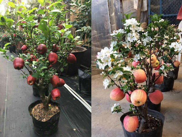 Táo đỏ Trung Quốc nguyên cây trưng Tết: Có độc, cấm ăn