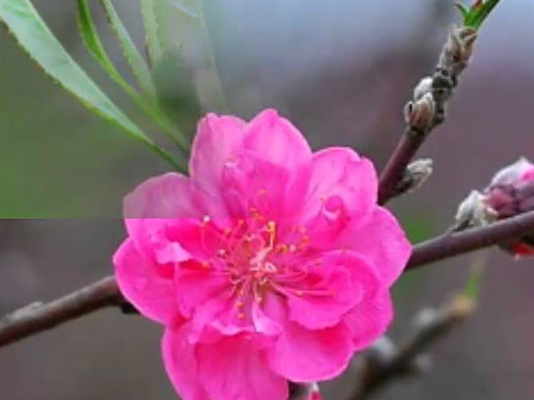 Thứ Tư của bạn (31/1): Song Tử được mọi người nhờ vả