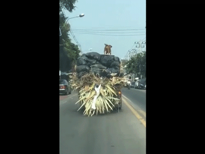 Chó giữ thăng bằng cực tài tình trên xe tải đang chạy