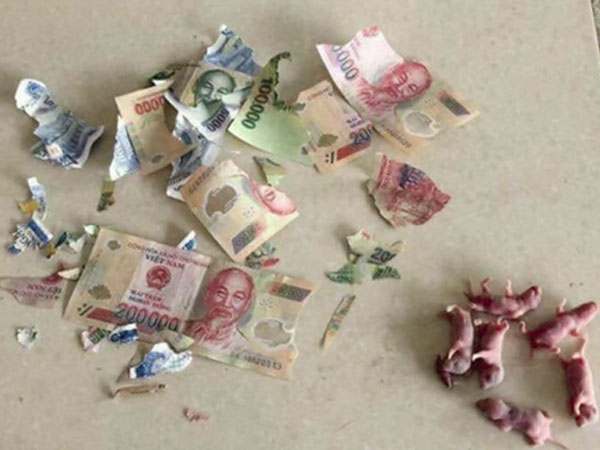 Cô nàng số nhọ bị chuột gặm nát hết tiền bỏ lợn, đã thế còn khuyến mãi thêm bầy chuột con