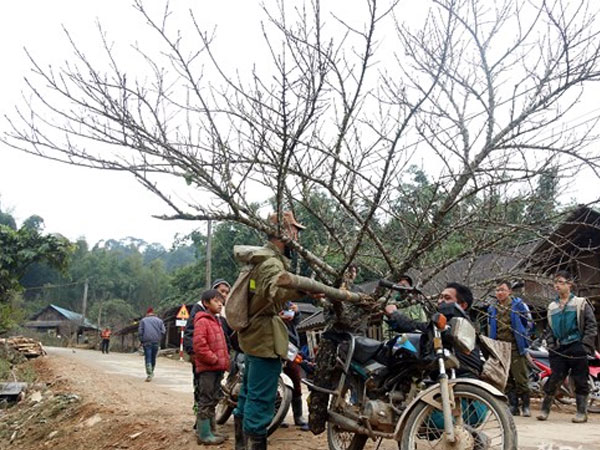 Đốn hạ đào đá khủng để bán Tết ở Nghệ An