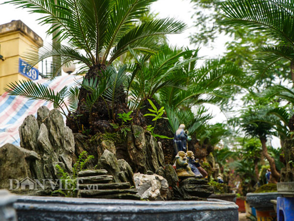 Mới lạ vạn tuế mini bonsai - vừa để chưng Tết lại hưng thịnh bền