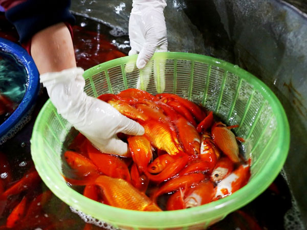 Chợ cá lớn nhất Hà Nội rực vàng trước ngày cúng ông Công ông Táo