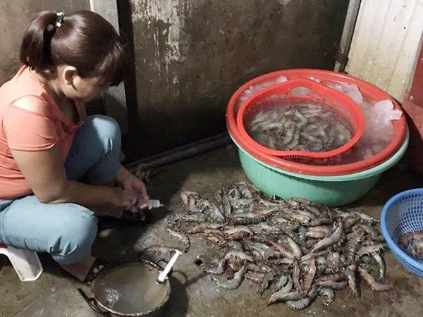 4.000 con lợn tiêm thuốc an thần: Dân mình hại nhau