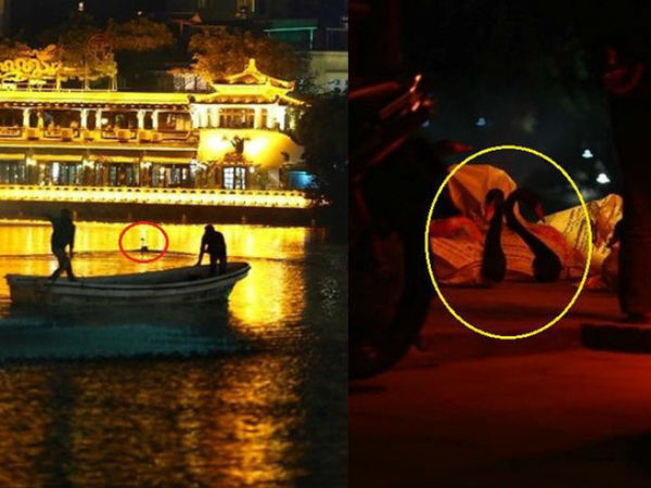 GS Lân Dũng: 'Tôi rất tiếc khi chuyển thiên nga khỏi Hồ Gươm nhưng chúng ta nên chờ'