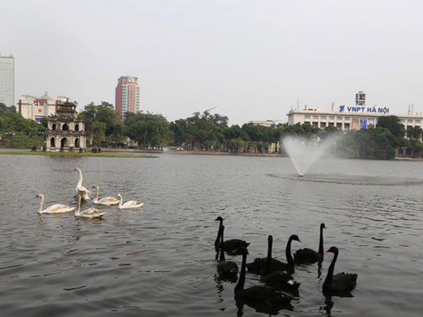 Người tặng thiên nga thả ở Hồ Gươm: 'Tôi rất buồn và có lẽ đầu hàng dư luận thôi'