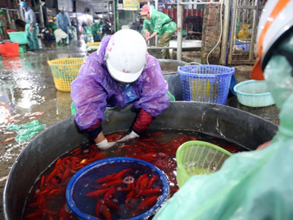 Thị trường Tết ông Công, ông Táo: Cá chép cháy hàng, vàng mã vẫn hút khách